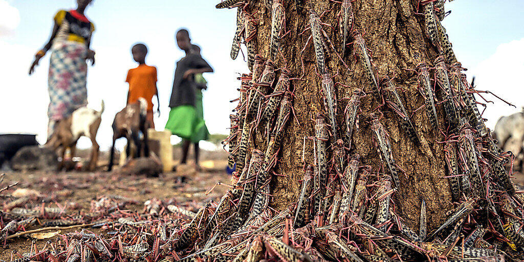 In Ostafrika gibt es Erfolge gegen die Heuschreckenplage: Hunderte der Tiere an einem Baumstamm Ende März in Kenia.
