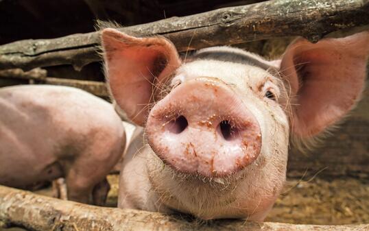 Curious young pig in a wooden stable