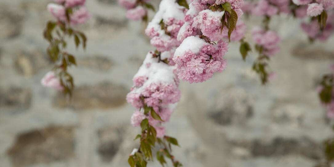 Schnee im Frühling im Städtle, Vaduz