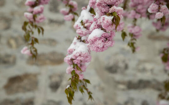 Schnee im Frühling im Städtle, Vaduz