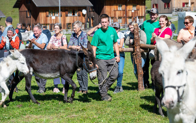 Prämienmarkt in Steg