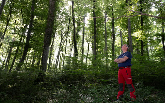 Waldreservat in Schaan