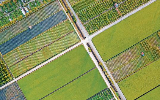 drone point of view Paddy Field in morning