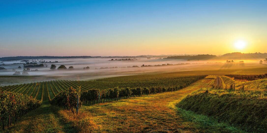 Vineyard Sunrise