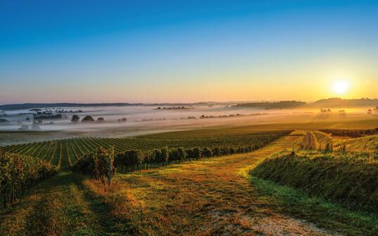 Vineyard Sunrise