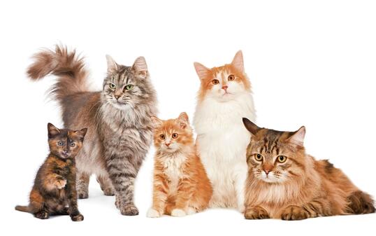 Group of 4 cats in a row