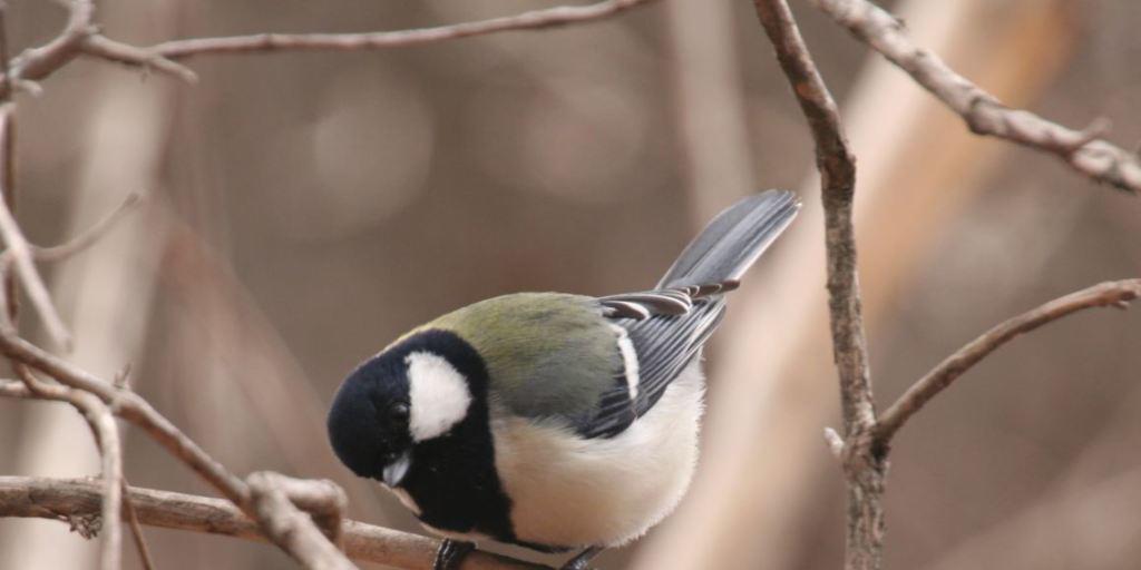 Zwitschern mit Syntax: Japanische Kohlmeisen kombinieren ihre Rufe zu neuen Bedeutungen. (Archivbild)