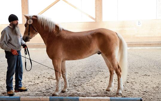 Haflinger