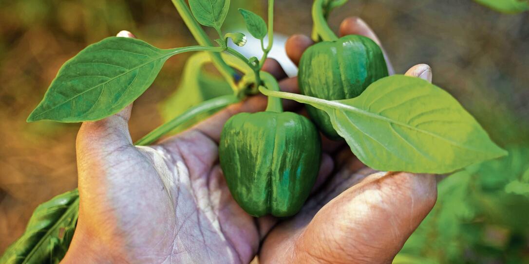 Cropped shot of an unrecognizable man holding a ripe bell pepper from his garden in his hands during the day