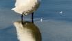 Stefan Huber entdeckte diesen schönen Höckerschwan, der für die morgendliche Gefiederpflege den Bodensee als Spiegel nutzt.