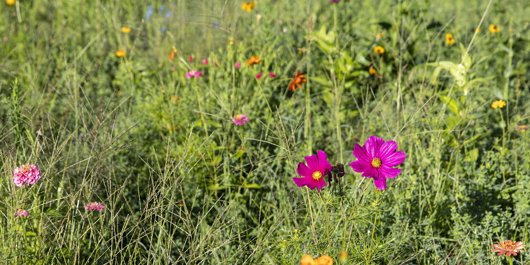 Blumenwiese