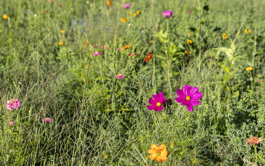 Blumenwiese