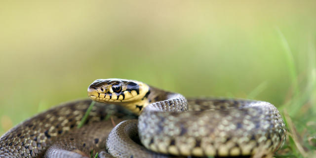 Die Ringelnatter ist in der Schweiz heimisch (Quelle: Pro Natura)