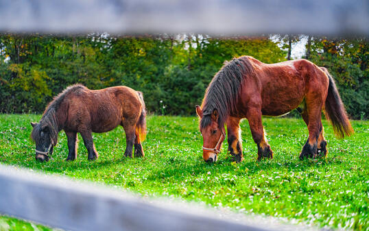 Large Brown Draught Horse and Small Brown Pony Standing in the Green Pasture and Grazing on a Sunny Day