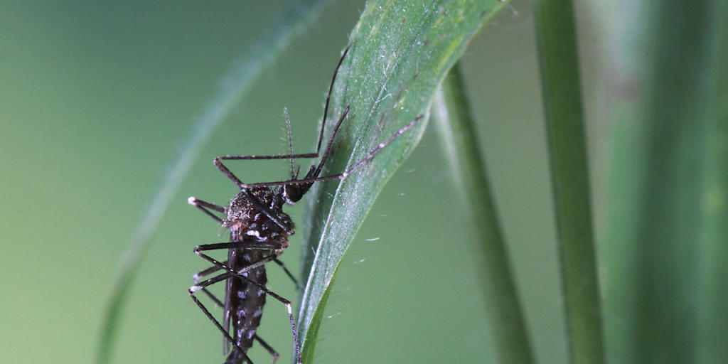 Die Asiatische Buschmücke (Aedes japonicus) ist die in der Stadt Zürich am meisten verbreitete Mückenart. Die Gemeinde Thalwil hat nun als Pilotgemeinde Fallen aufgestellt, um den Bestand zu erheben.