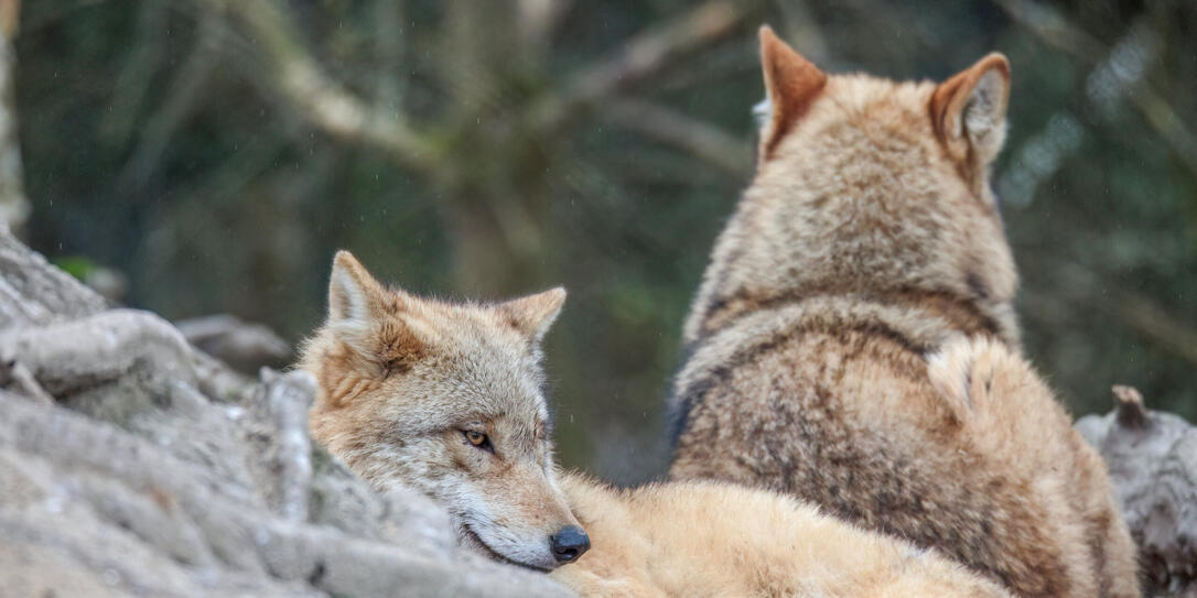 wolf is resting in a pack