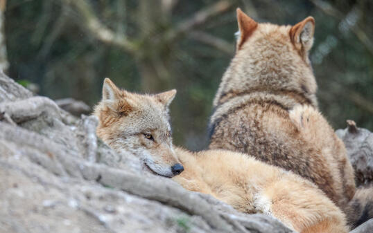 wolf is resting in a pack