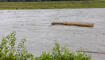 Hochwasser am Rhein