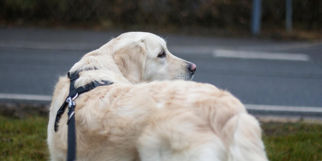 Cute golden retriever