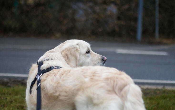 Cute golden retriever