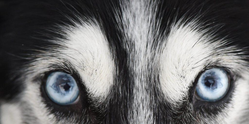 Ein Siberian Husky mit für die Rasse typischen blauen Augen. (Archivbild)