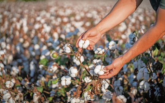 Cotton picking in cotton field.
