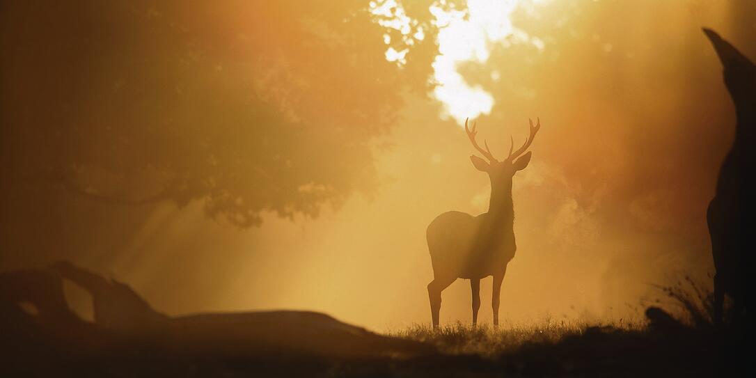 Dawn Deer