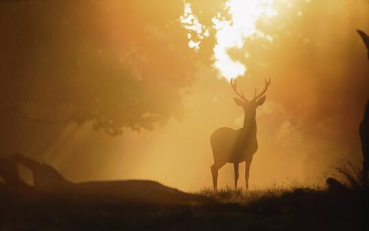 Dawn Deer