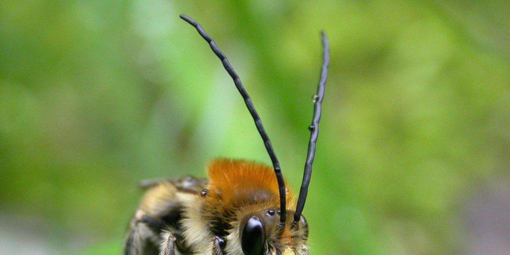 Eine der bedrohten Arten: die Langhornbiene. Die pelzigen Pollentaxis zählen zu den rund 580 Wildbienenarten der Schweiz. Die Langhornbiene war 2010 "Tier des Jahres" von Pro Natura. Der Umweltverband steht zusammen mit BirdLife Schweiz und dem WWF hinter dem Aktionsplan Biodiversität. (Archivbild)