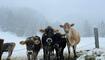 Alpabfahrt im Tiefschnee