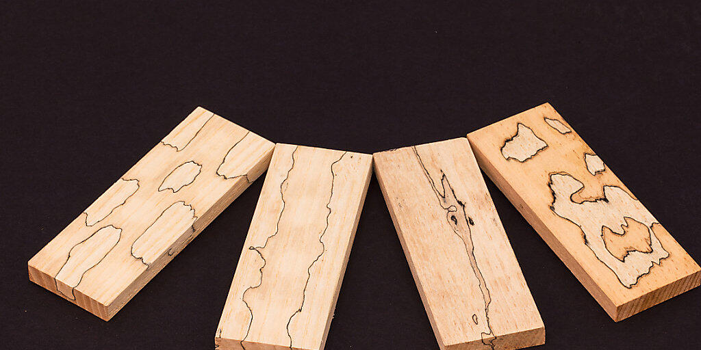 Mit unterschiedlichen Pilzen schaffen die Forschenden im Labor diverse Muster im Labor.