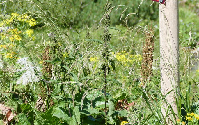 Alpherzweg Malbun - Leserwettbewerb