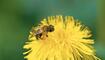 Die fleissigen Bienen in Balzers lassen sich von dem unbeständigen Wetter ebenso wenig beirren wie von der Kameralinse.