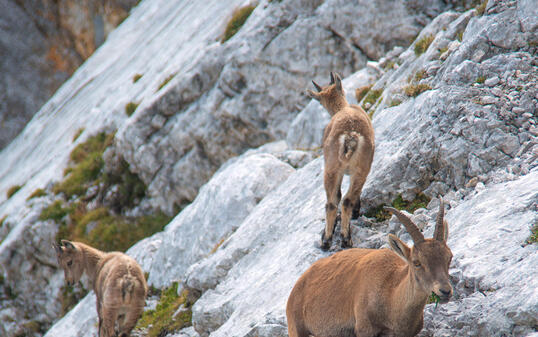 gams family in the wild nature