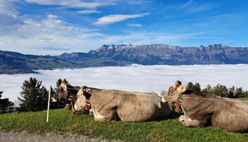 #näherdran-Fotowettbewerb Triesenberg