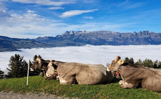 #näherdran-Fotowettbewerb Triesenberg