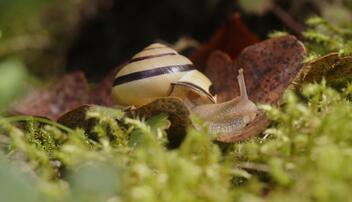 Hain-Schnirkelschnecke