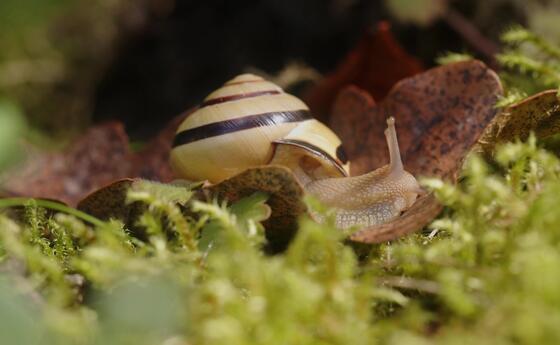 Hain-Schnirkelschnecke