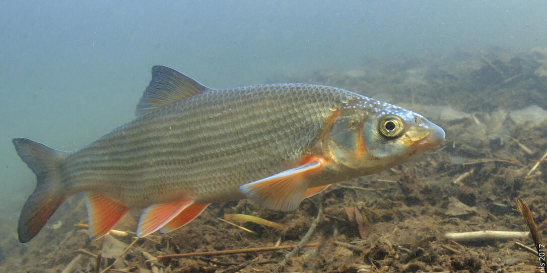 Unterwasserfotos aus Liechtenstein zeigen die Nase beim Laichgeschäft.