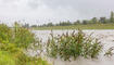 Hochwasser am Rhein