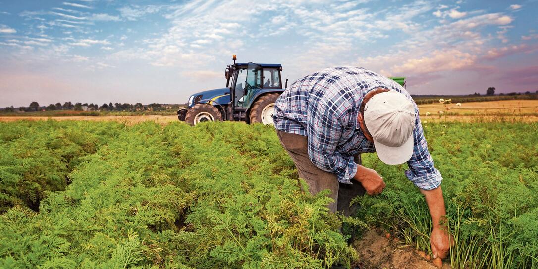 Plantation carrots