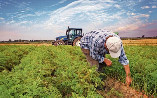 Plantation carrots