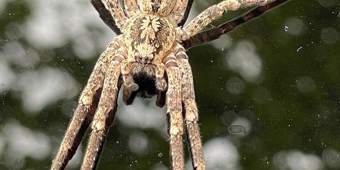 Curly jade spider or nosferatus spider