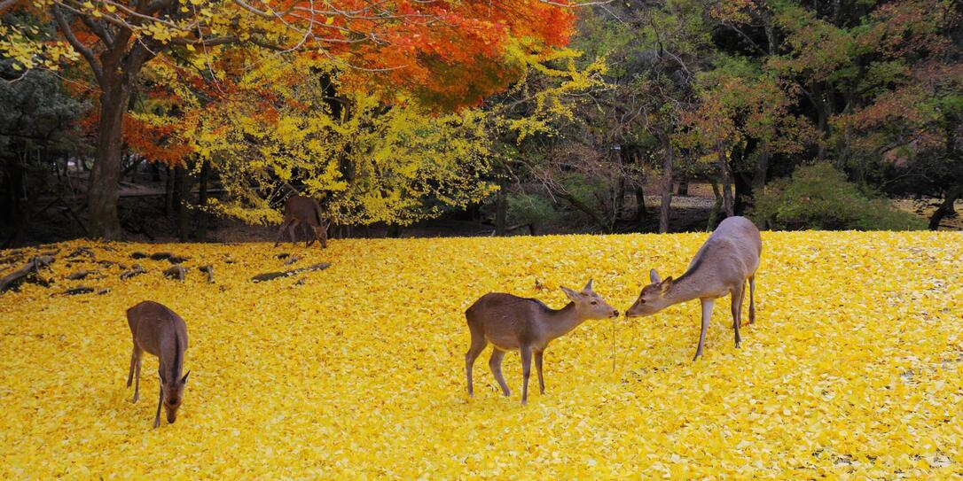 奈良公園　鹿と銀杏の黄色い絨毯