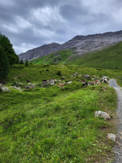 Alpherzweg Malbun - Leserwettbewerb