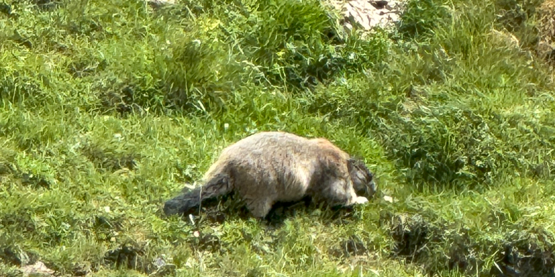 Ausflugstipp Murmeltierpfad