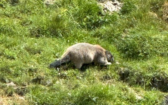 Ausflugstipp Murmeltierpfad