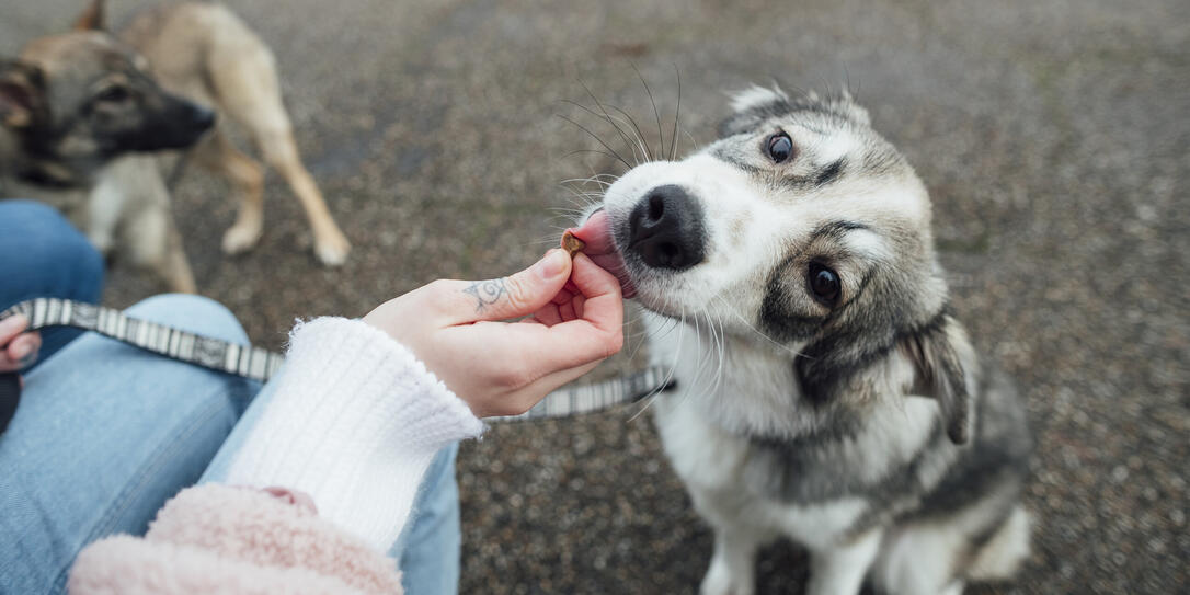 Good Boy!