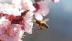 Die Bienen sind schon wieder überaus fleissig beim Pollensammeln. Ganz nebenbei geniessen auch sie das frühlingshafte Wetter.