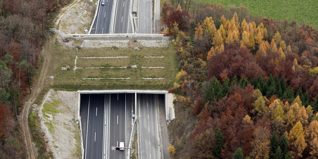 WILD, BURECKE, WILDBRUECKE, GRUENBRUECKE,